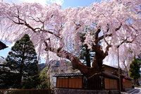 桜を巡る期間限定イベント「日光桜回遊」開催決定！